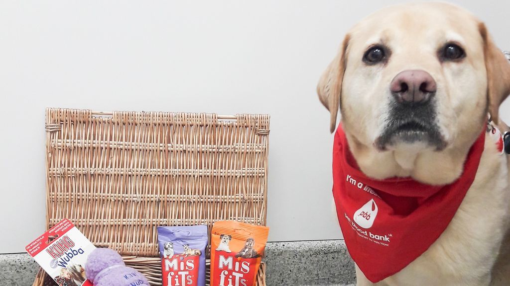 Tus mascotas también pueden donar sangre