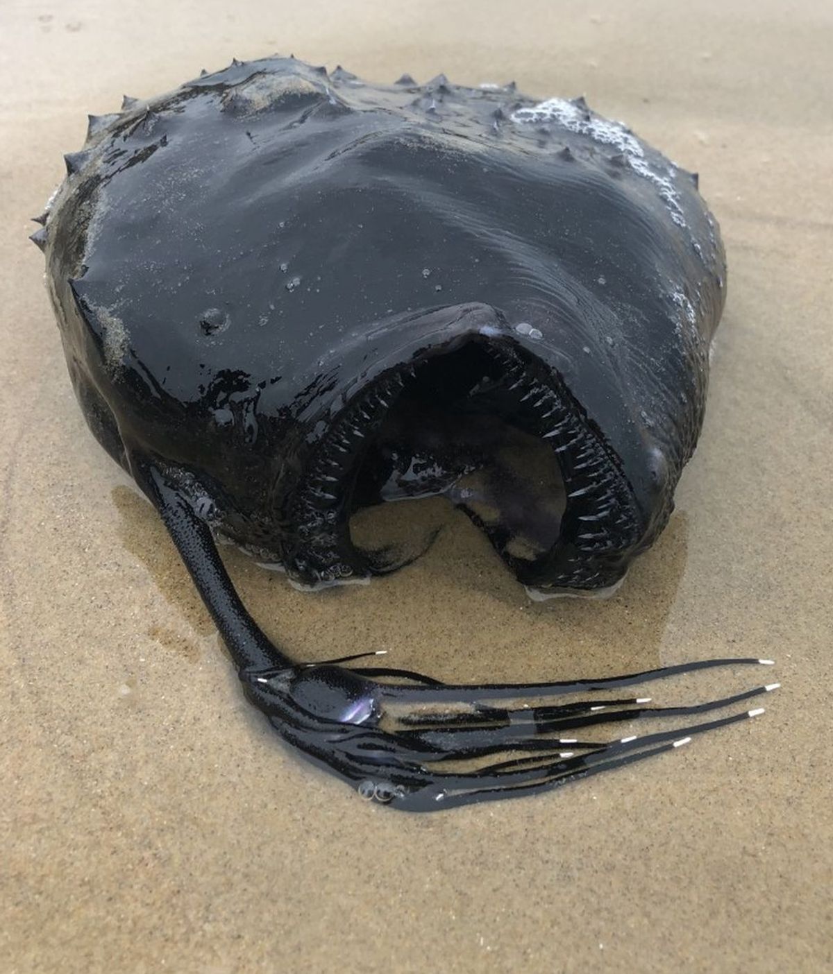 Un pez extremadamente negro de aguas profundas aparece muerto en la costa de California