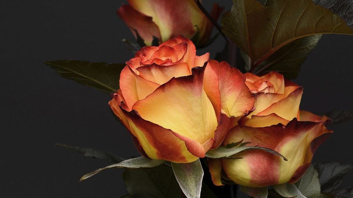 Cómo secar una rosa Cómo secar una rosa