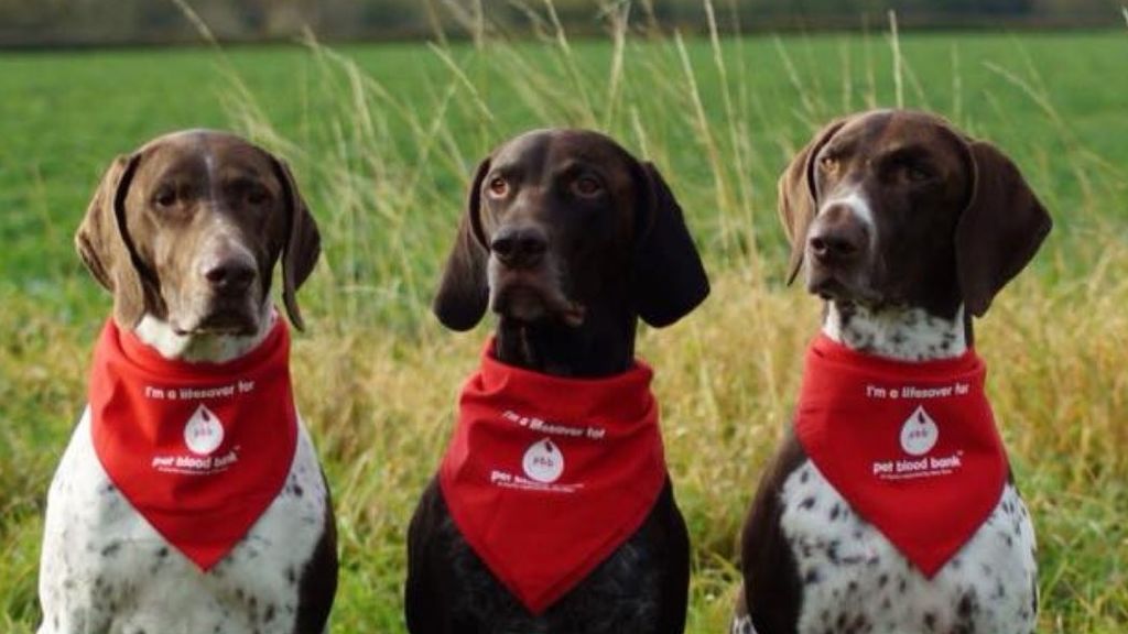 Perros donantes del Pet Blood Bank (Reino Unido)