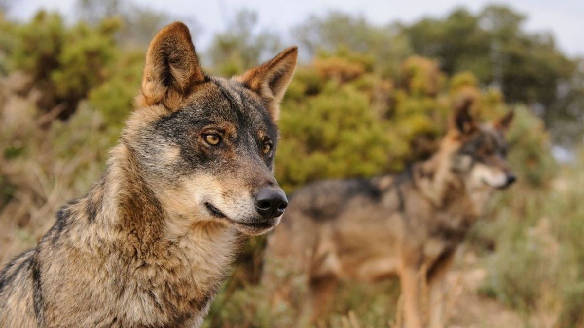 El Gobierno aplaza hasta final de año prohibir la caza del lobo para evitar un vacío legal en las comunidades autónomas El Gobierno aplaza hasta final de año prohibir la caza del lobo para evitar un vacío legal en las comunidades autónomas