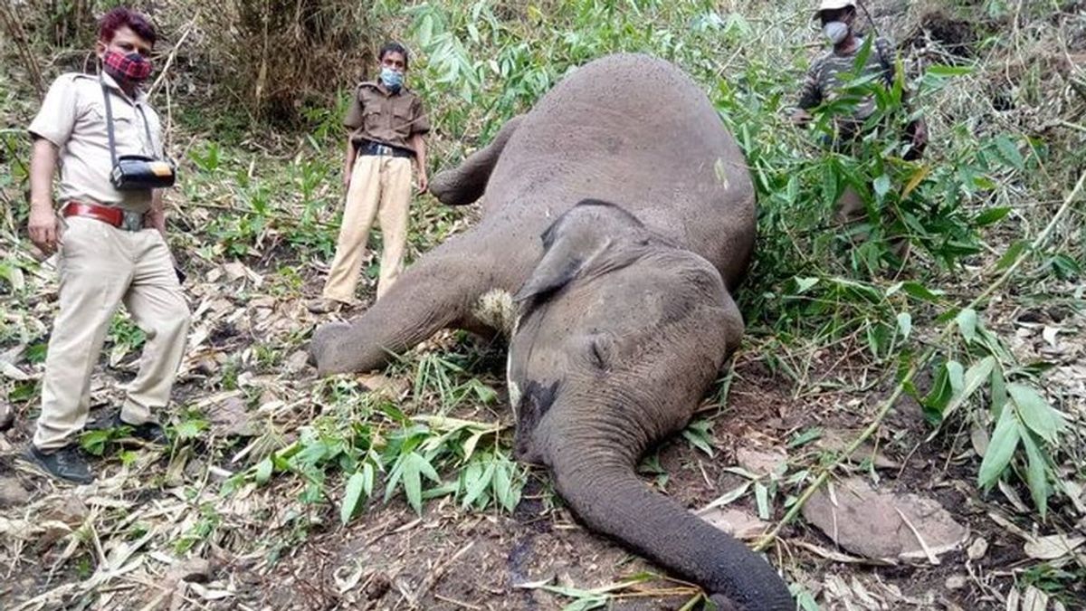 Hallan al menos 18 elefantes muertos por el impacto de un rayo en un bosque de India