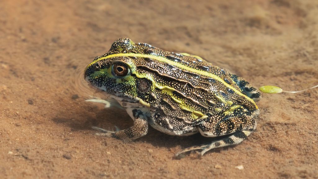 GettyImages-1070745620