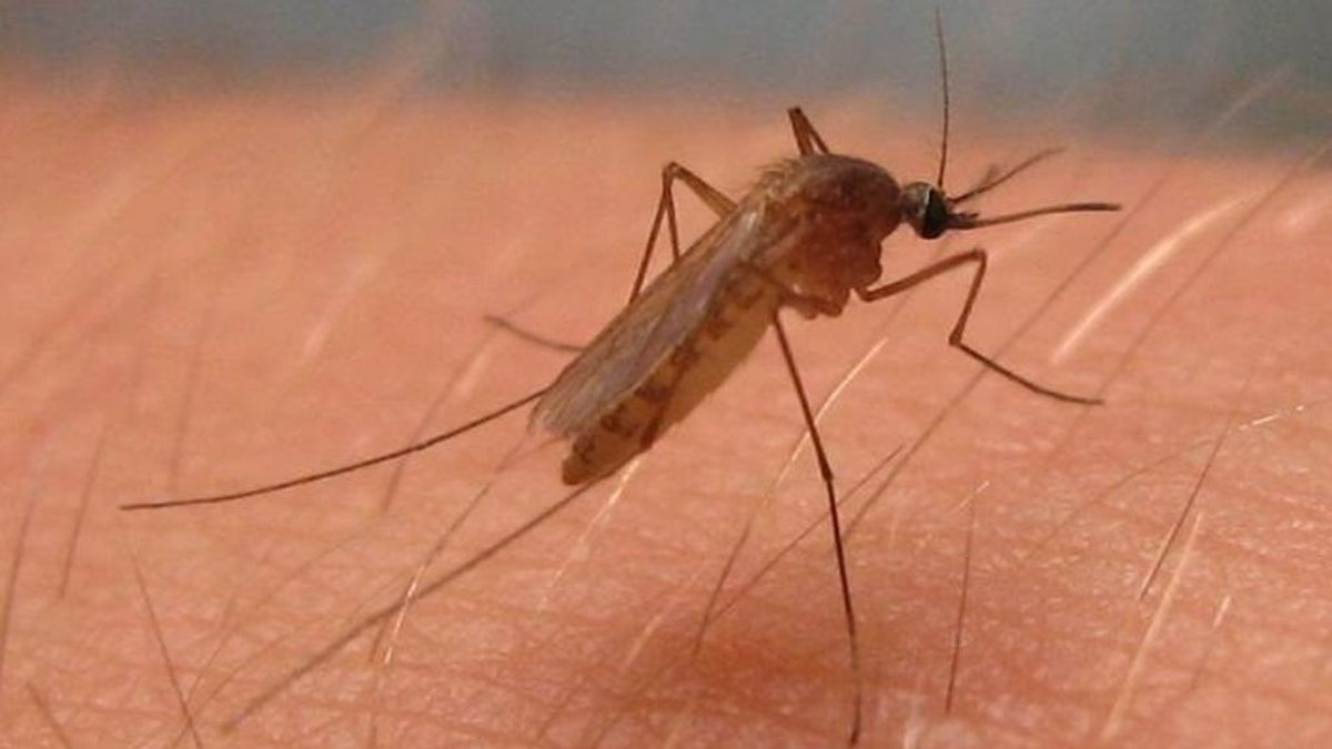 España registró un aumento de casos del virus del Nilo en 2020 "sin precedentes" España registró un aumento de casos del virus del Nilo en 2020 "sin precedentes"