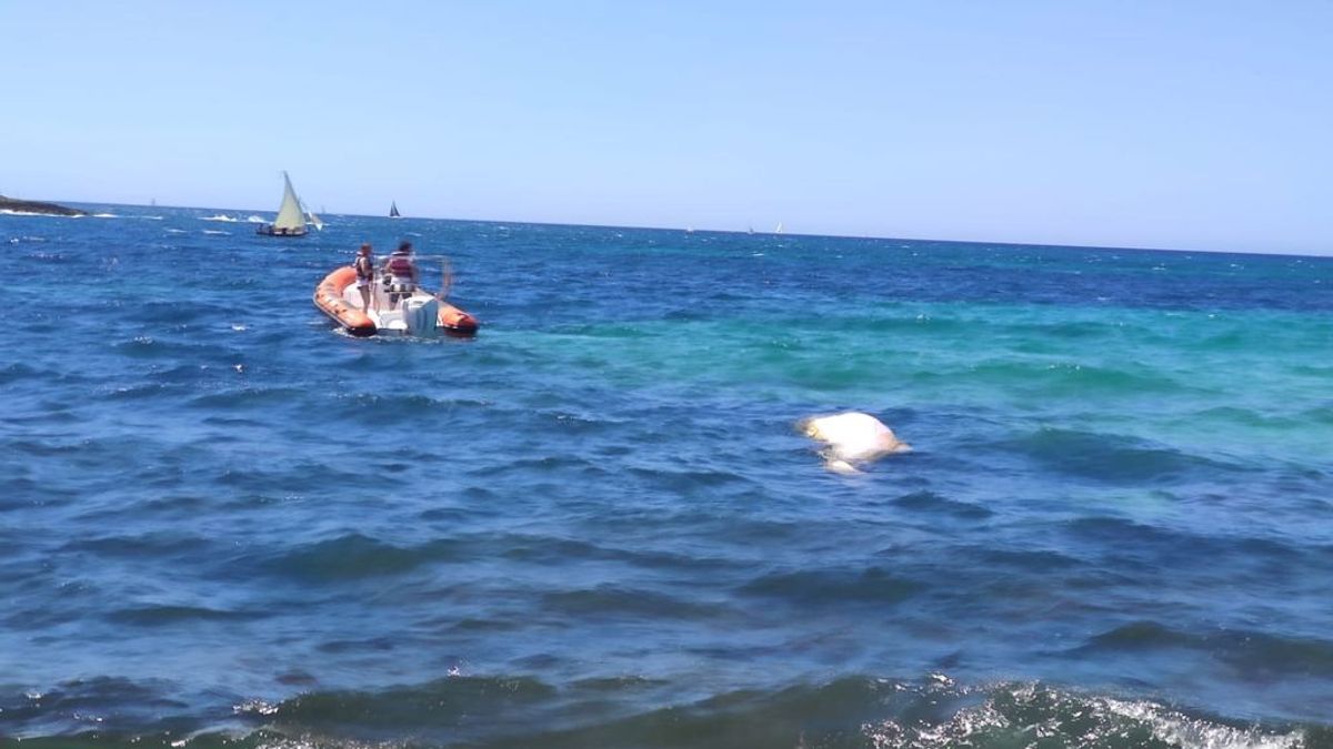 Aparece el cadáver de un cachalote en aguas de Mallorca Aparece el cadáver de un cachalote en aguas de Mallorca