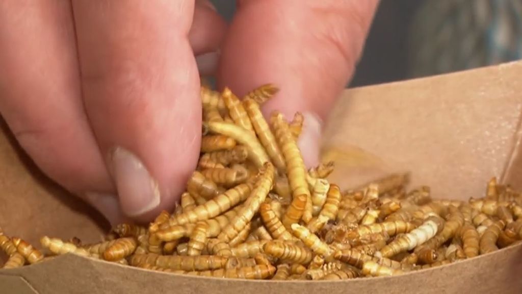 El gusano de harina, el primer insecto comestible que autoriza la UE