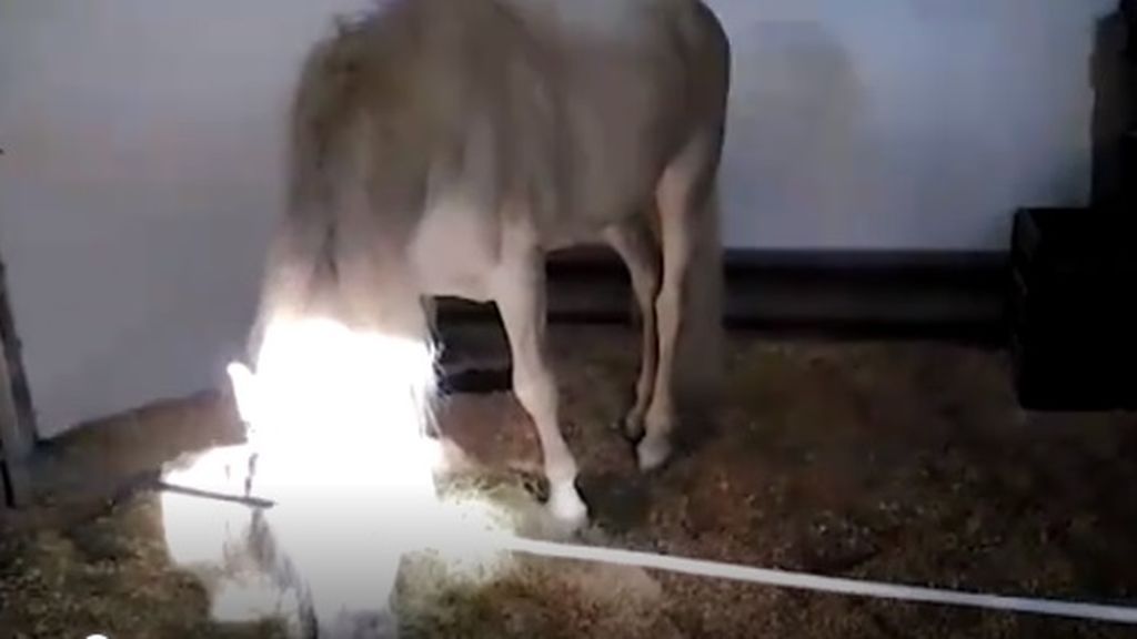 Chiki, un caballo de 27 años, encerrado en un garaje: animalistas denuncian que el Ayuntamiento lo permite