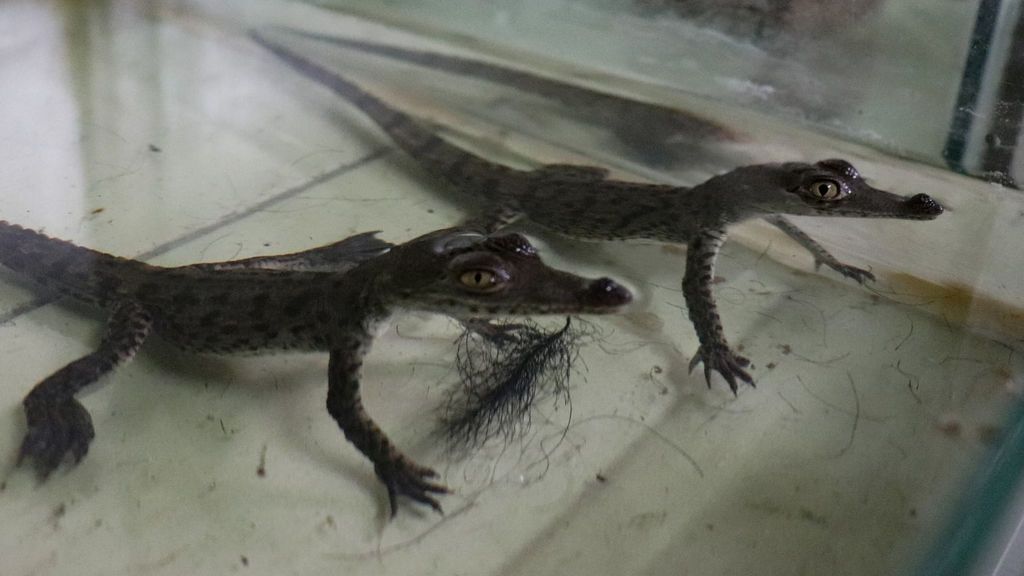 Nacen dos crías de cocodrilo de una especie en peligro de extinción en el zoo de Lima