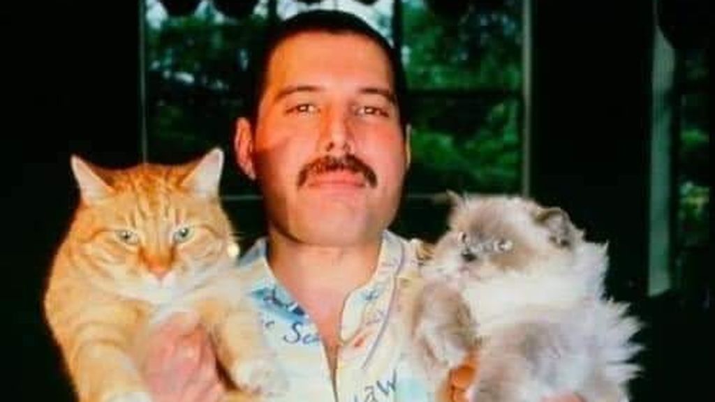 No solo Freddie Mercury los amaba: otros famosos locos por los gatos