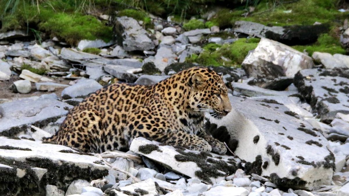 Despliegue masivo para encontrar a un leopardo fugado de un parque de safari en China