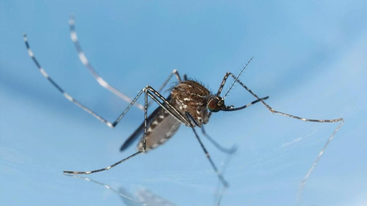 Alertan del incremento de los mosquitos tigre este verano: "Lluvias y temperaturas están creando el cóctel perfecto" Alertan del incremento de los mosquitos tigre este verano: "Lluvias y temperaturas están creando el cóctel perfecto"