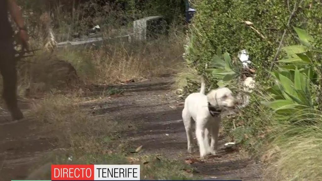Los perros de la Guardia Civil buscando sangre de Anna y Olivia