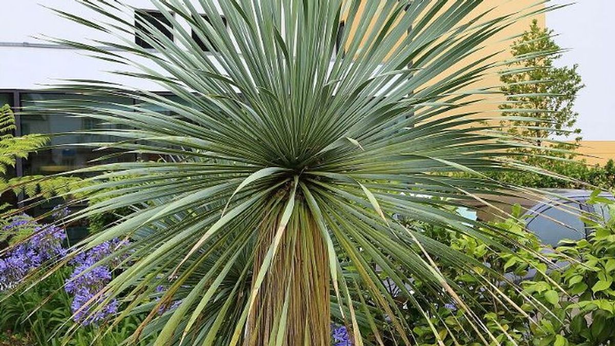 En libertad con cargos en Alicante un hombre que vendió sin permiso 70 ejemplares de la valiosa planta yuca rostrata En libertad con cargos en Alicante un hombre que vendió sin permiso 70 ejemplares de la valiosa planta yuca rostrata