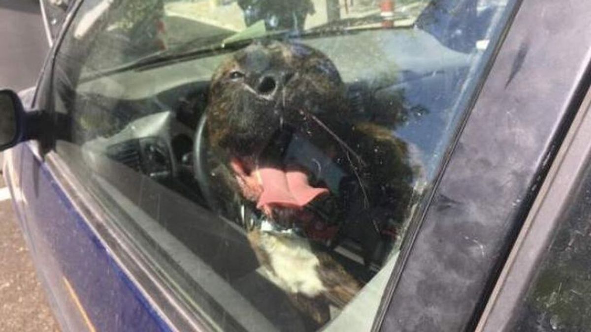 La Policía rompe la ventanilla para rescatar a un perro atrapado en un coche