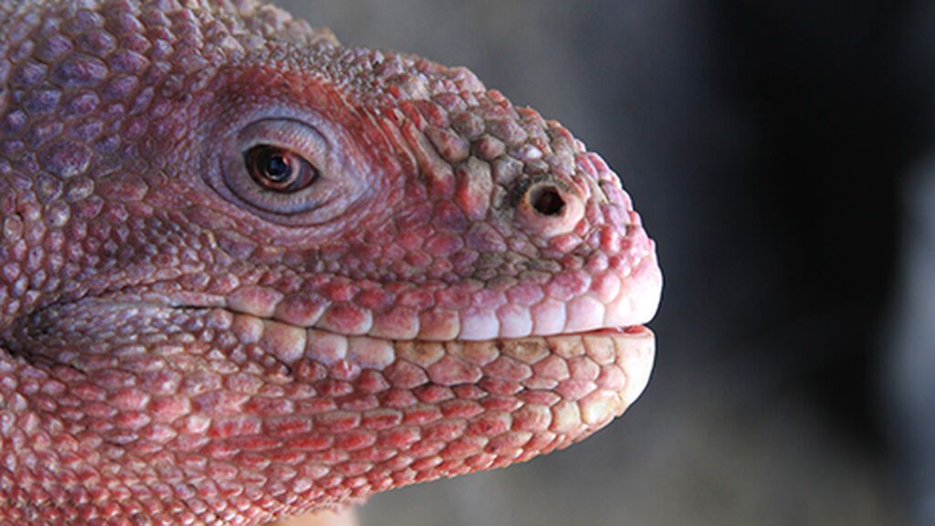 Blog-Pink-Iguana-©GNP