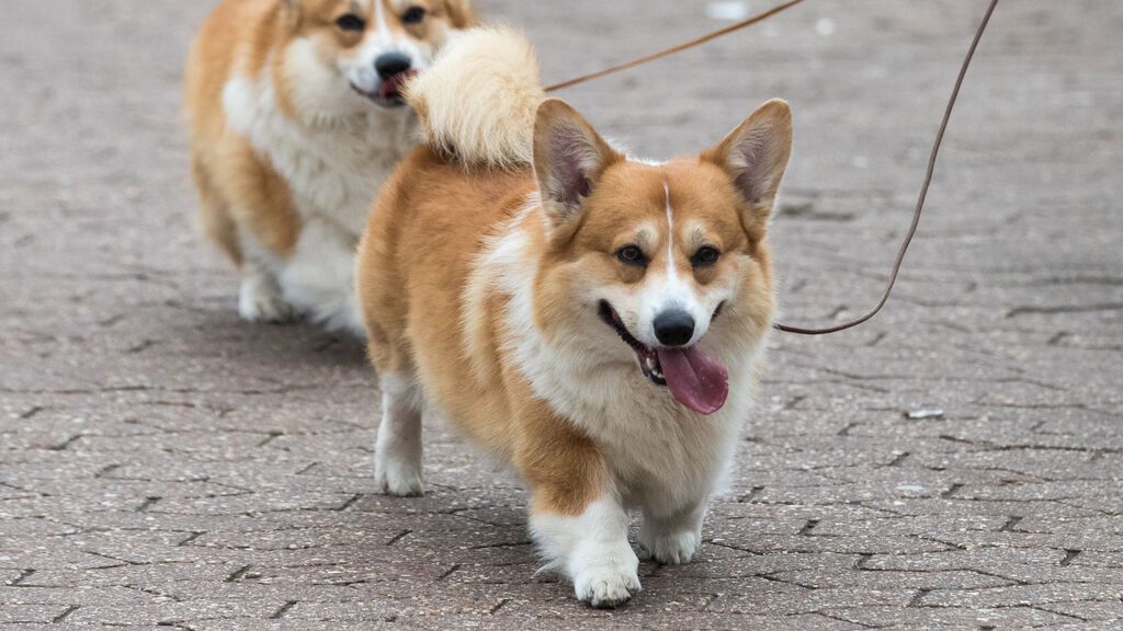 Corgis