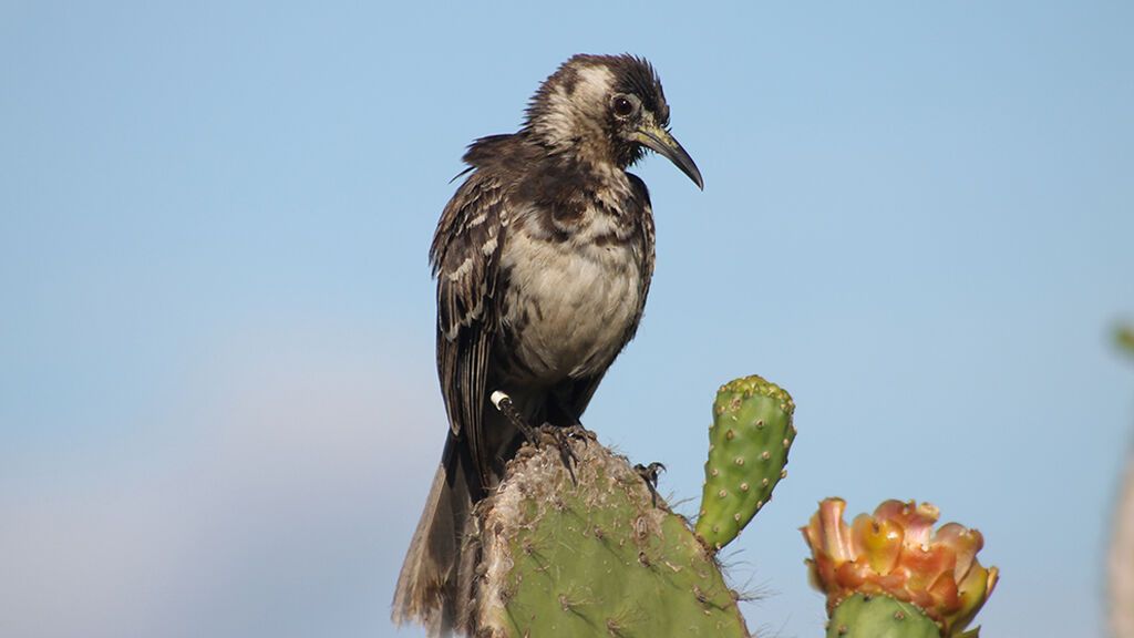 Wildlife-Floreana-Mockingbird2-©Luis-Ortiz