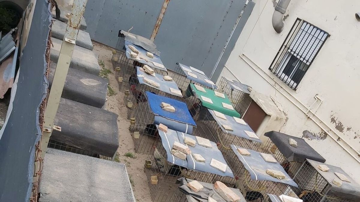 Confiscan más de cincuenta gallos de pelea en una casa abandonada en Valencia Confiscan más de cincuenta gallos de pelea en una casa abandonada en Valencia