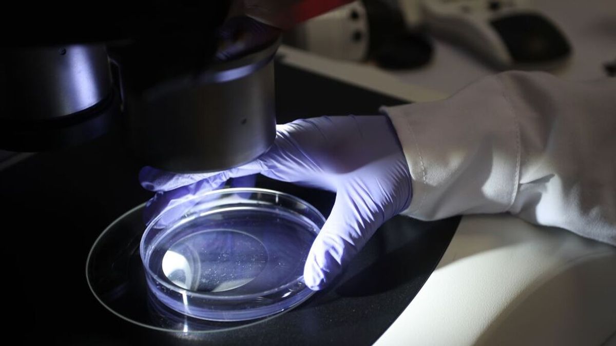 Dos estudios advierten sobre dos nuevos coronavirus capaces de infectar a los humanos Dos estudios advierten sobre dos nuevos coronavirus capaces de infectar a los humanos
