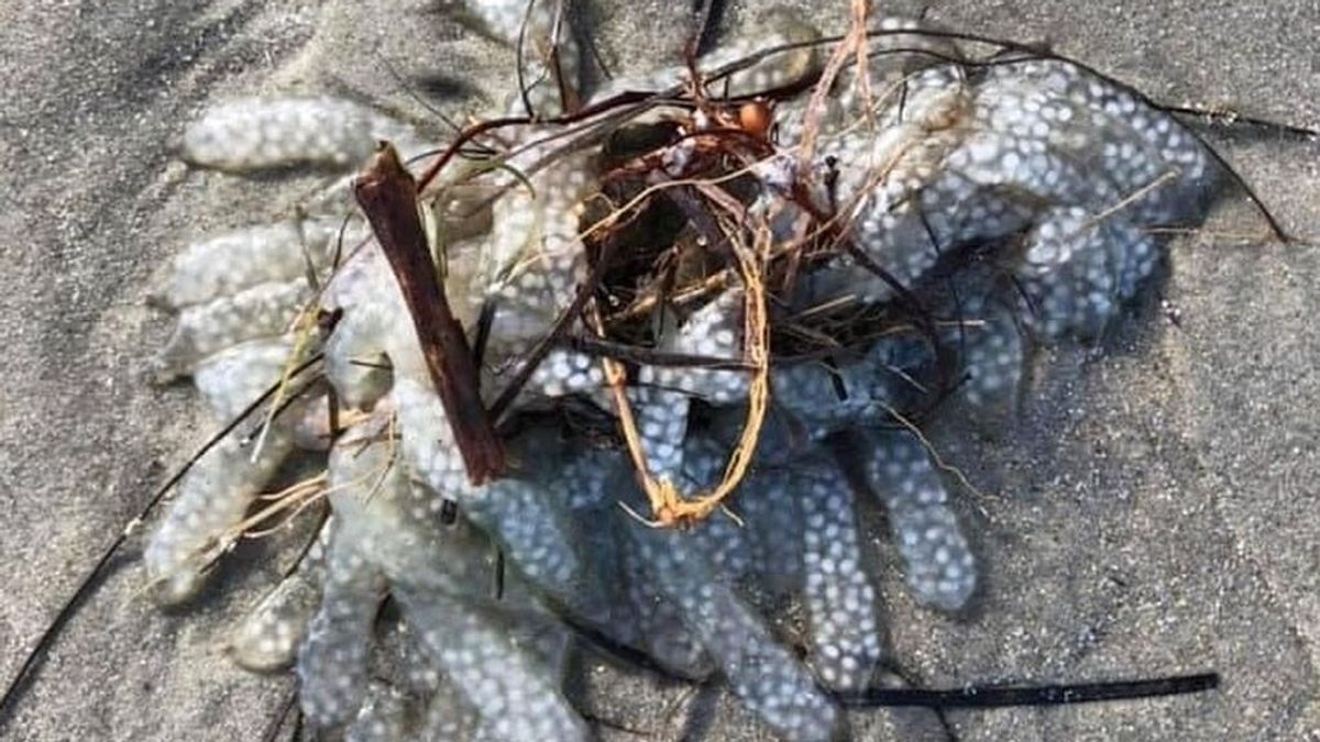 Una criatura gelatinosa aparece en la costa de Carolina del Norte e intriga a los expertos