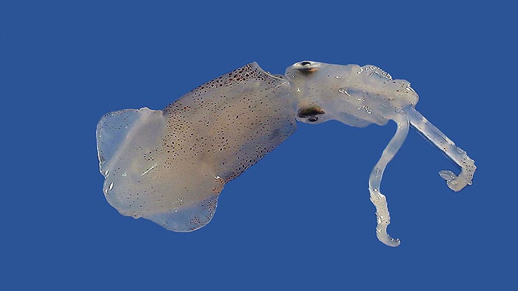 Lolliguncula_brevis1