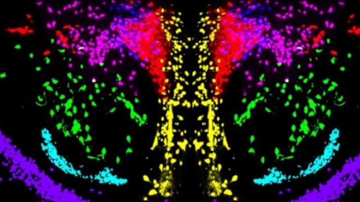 Visualizan los circuitos de la hormona del amor en 3D en nuestro cerebro