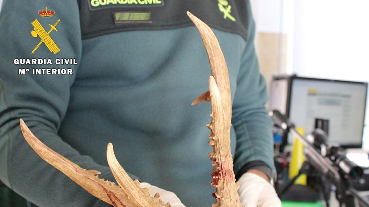 Dos cazadores furtivos, detenidos in fraganti en Burgos: habían matado ilegalmente dos corzos y un gato montés