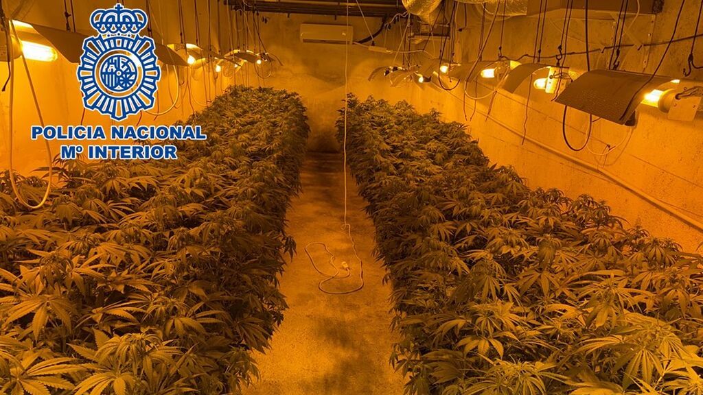 Operación Señal Plantación