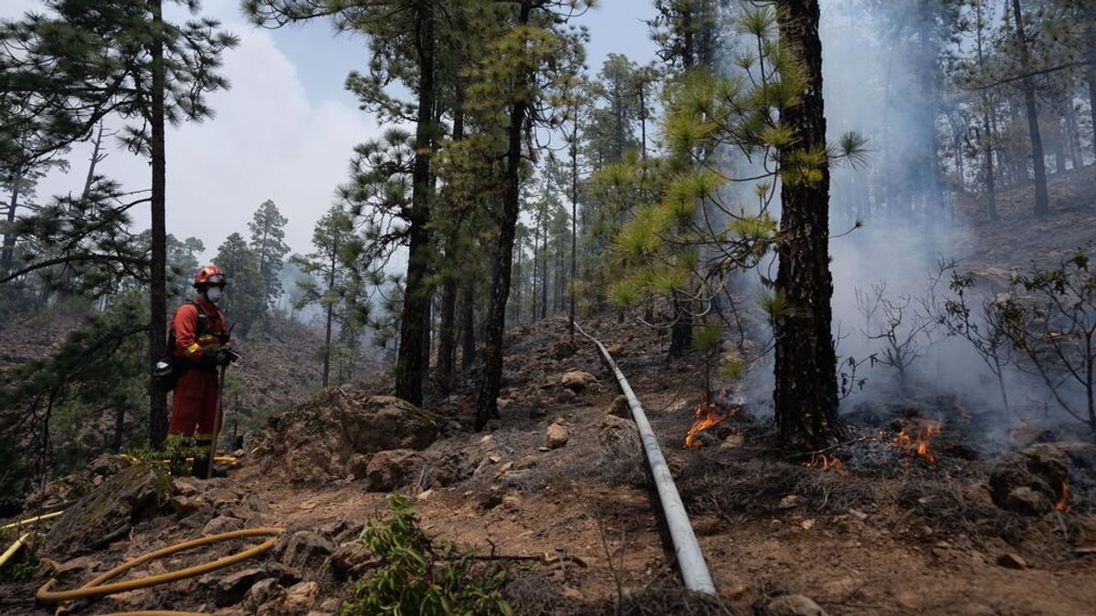 Estabilizado el incendio forestal de Tenerife tras afectar a un área de 3.000 hectáreas Estabilizado el incendio forestal de Tenerife tras afectar a un área de 3.000 hectáreas