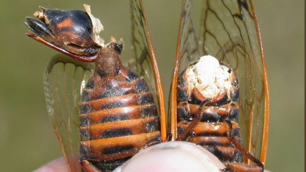 8oaS7gpK8bDjY7hMtKuicn-970-80