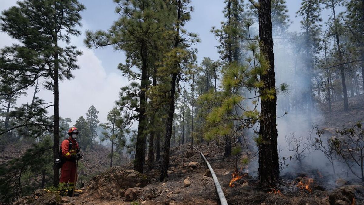 El incendio de Arico (Tenerife) queda controlado según el Gobierno de Canarias El incendio de Arico (Tenerife) queda controlado según el Gobierno de Canarias
