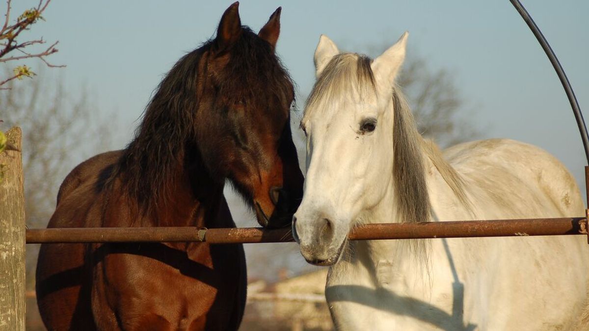 Terapia con caballos para ayudar a los sanitarios en primera línea de batalla contra el covid