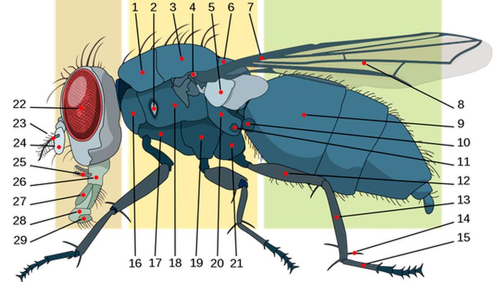 Anatomía de una mosca