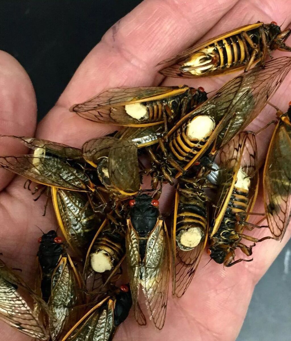 m.-cicadina-3_sq-72090d895b61d44e882237ca9e55e1f1a4a22d99-s1400