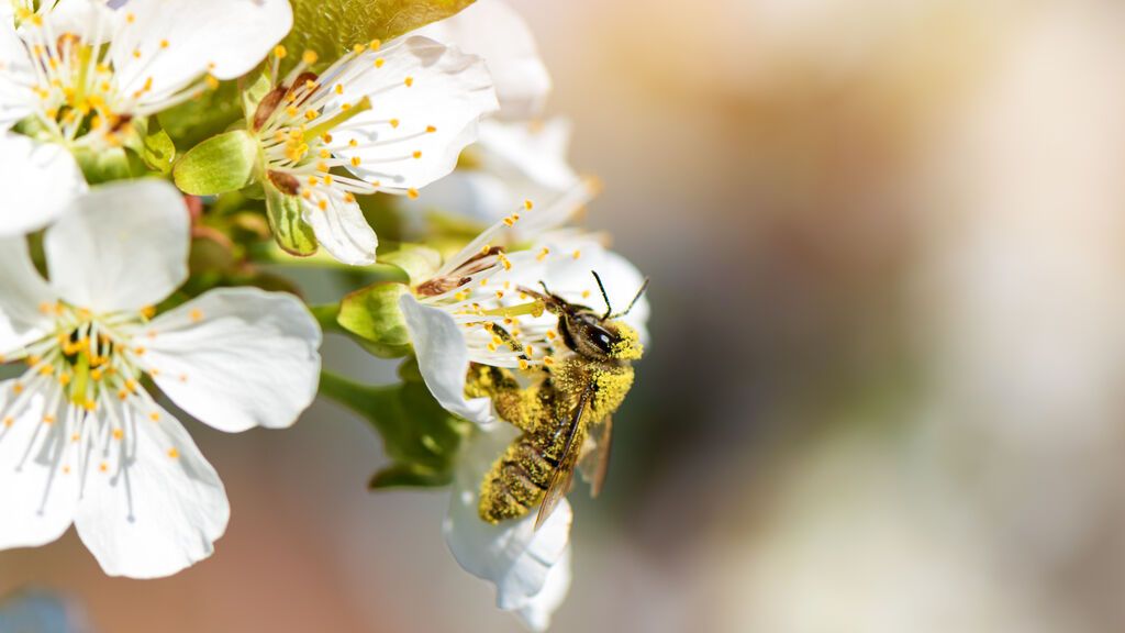 honey-bee-collecting-pollen-from-blooming-peach-tree