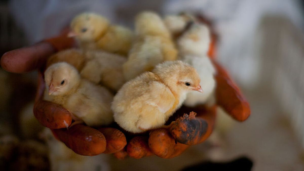 ¿Es peligroso virus H5N8 de la gripe aviar para los humanos? la OMS y científicos chinos discrepan