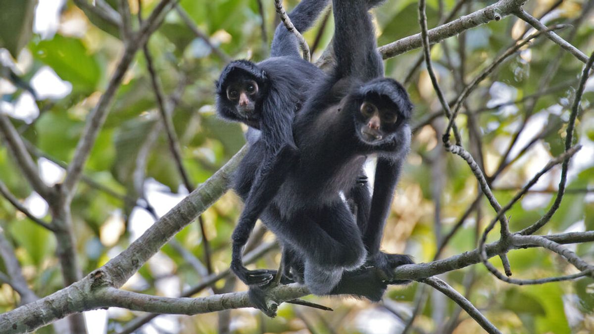 Una mujer se cuela en el recinto de los monos de un zoo y el vídeo se hace viral