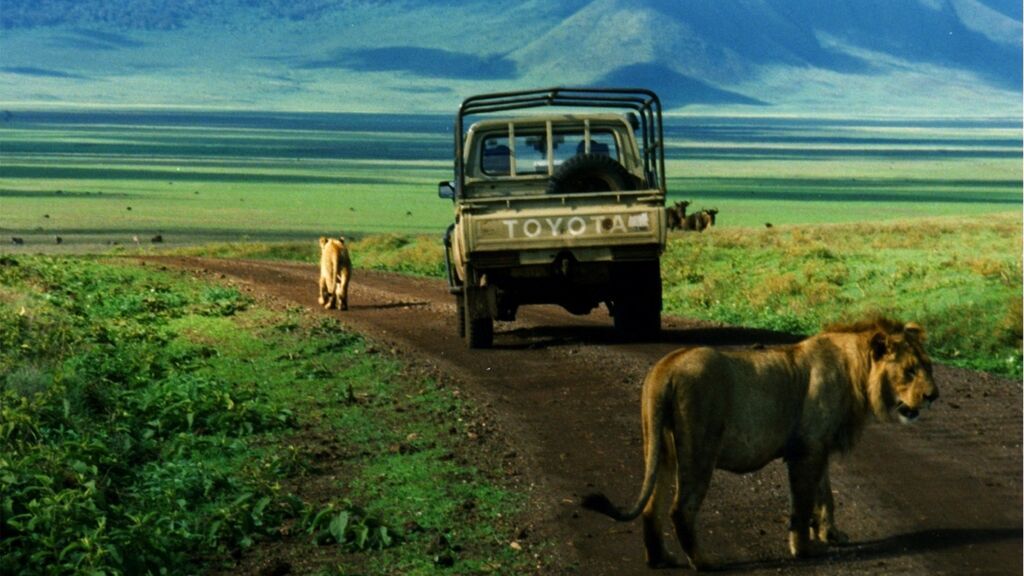 Lions_in_ngorongoro_on_the_road