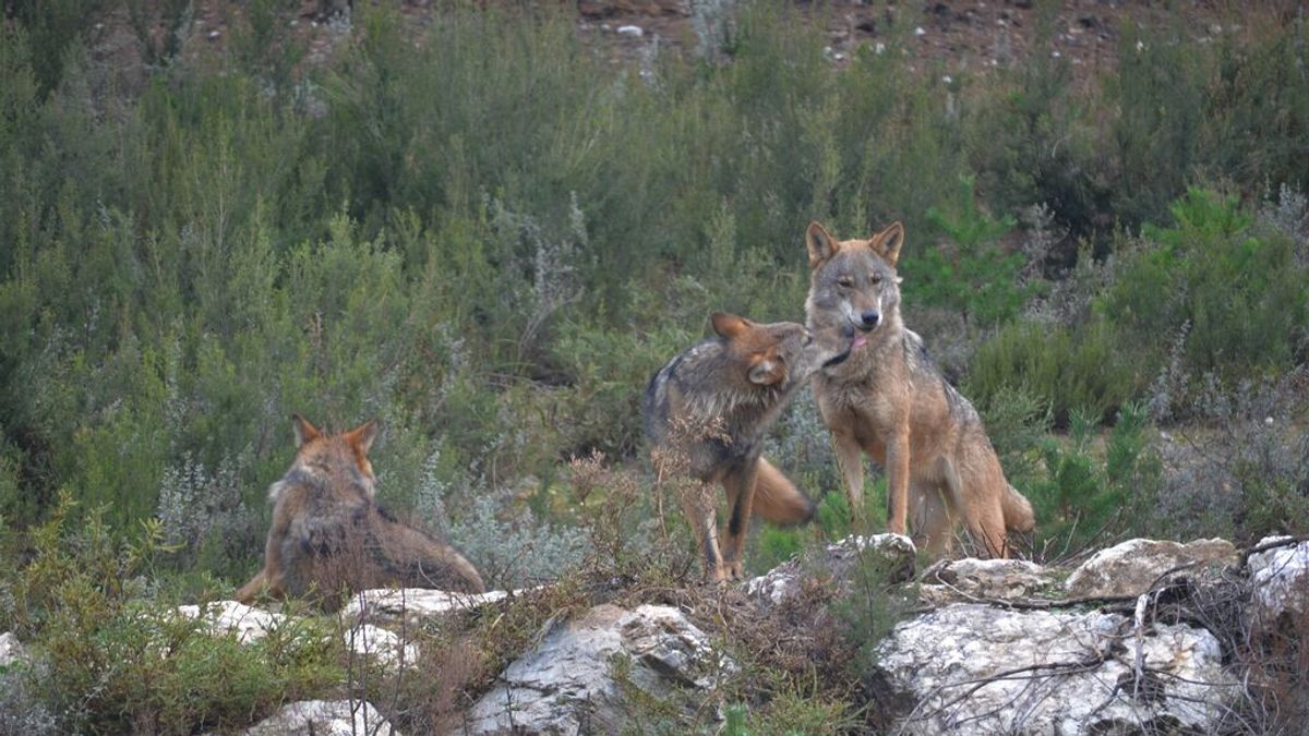 Asturias, Castilla y León, Galicia y Cantabria recurrirán al Supremo si el Gobierno prohíbe la caza del lobo Asturias, Castilla y León, Galicia y Cantabria recurrirán al Supremo si el Gobierno prohíbe la caza del lobo