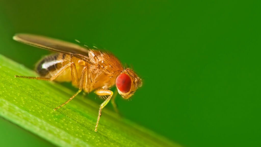 Infertilidad por el cambio climático: muchas especies podrán desaparecer por la incapacidad de reproducirse