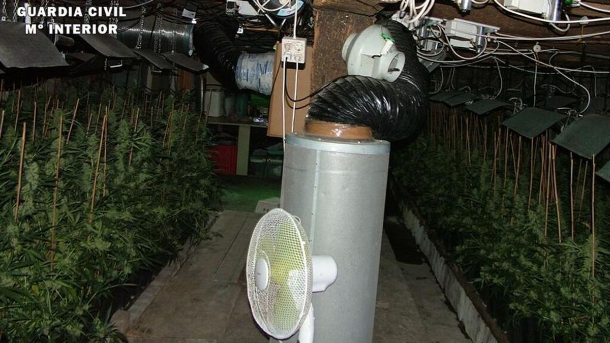 Dos detenidos tras desmantelar una plantación con 617 plantasde marihuana en una cabaña de Burgos Dos detenidos tras desmantelar una plantación con 617 plantasde marihuana en una cabaña de Burgos