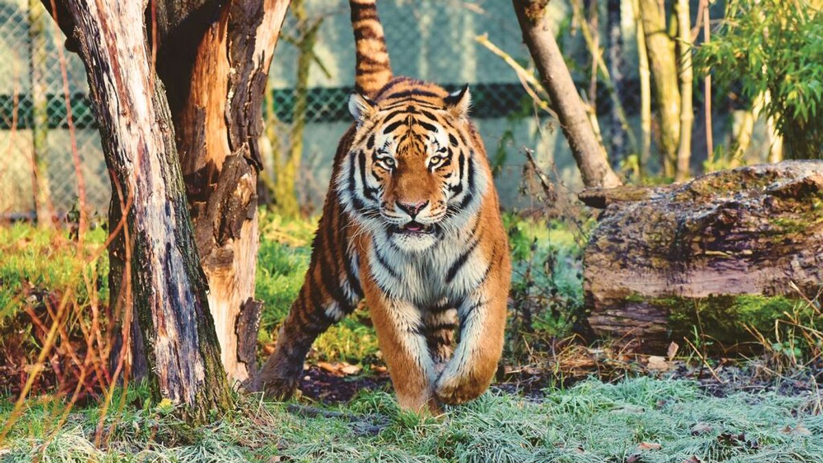 Dos cuidadores muertos en ataques de tigres en zoológicos en una semana en China Dos cuidadores muertos en ataques de tigres en zoológicos en una semana en China