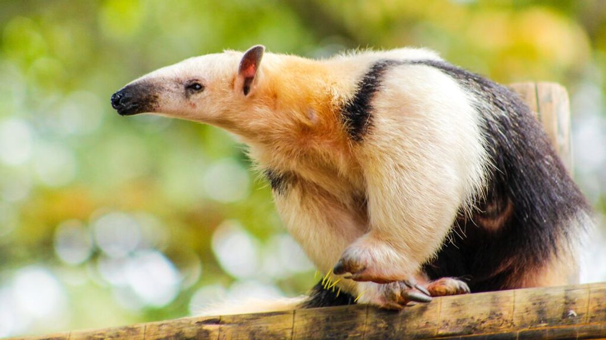 La carretera mortal para la fauna salvaje de Brasil que causa 3.000 atropellos al año La carretera mortal para la fauna salvaje de Brasil que causa 3.000 atropellos al año