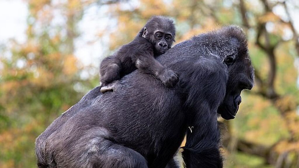 clipping_ee8rJj_23cf