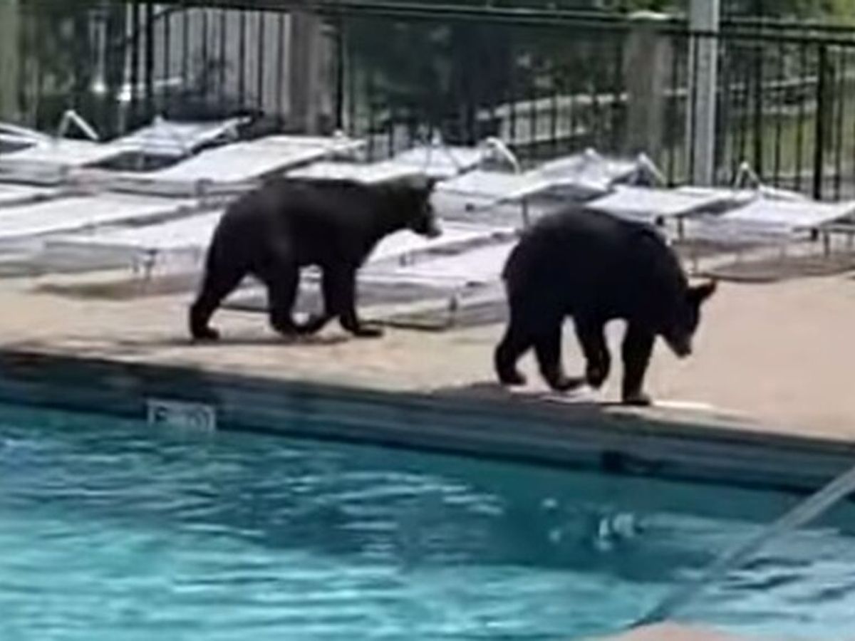 Un grupo de osos se baña en la piscina de unos estudiantes - Informativos  Telecinco