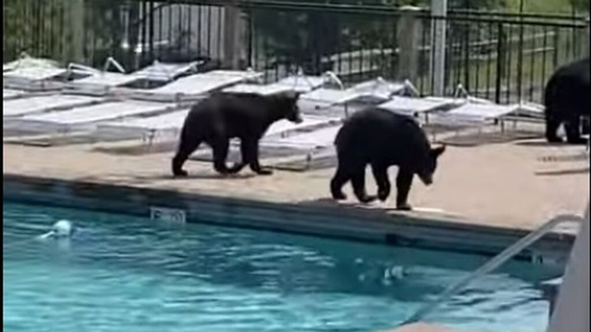 "Están en el campo de tenis, en la piscina...": un grupo de osos conquista el jardín de unos estudiantes