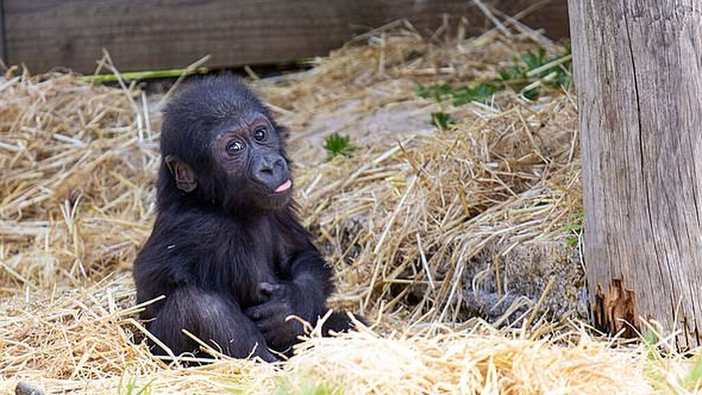 43396571-9614965-image-a-1_1621901736712