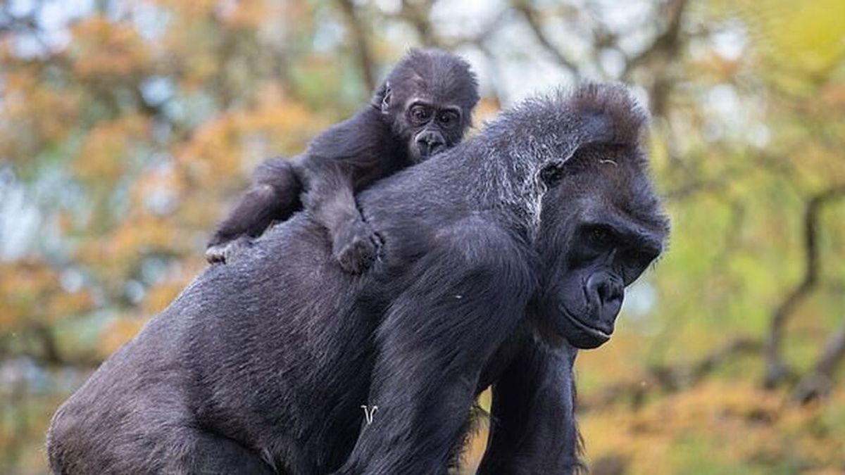 La tierna historia del bebé gorila adoptado por una madre 'sustituta' en el Zoo de Bristol
