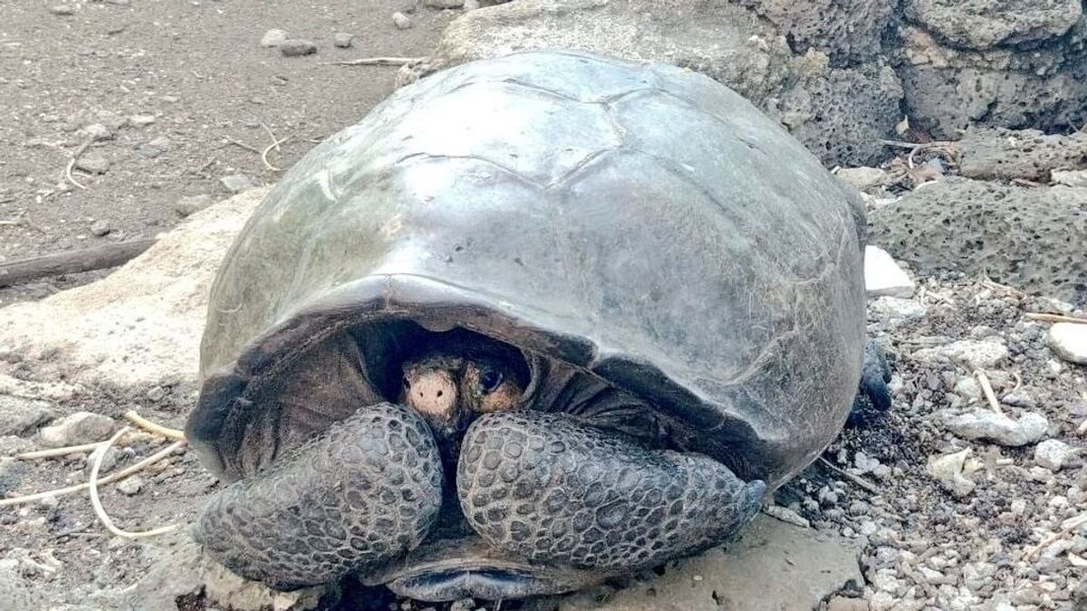 Confirman que una tortuga gigante encontrada en Galápagos pertenece a una especie que se creía extinta Confirman que una tortuga gigante encontrada en Galápagos pertenece a una especie que se creía extinta