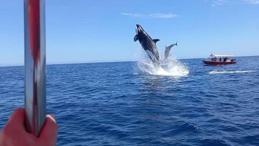 El impresionante ataque de una orca a un delfín en el aire: un turista lo grabó todo de cerca